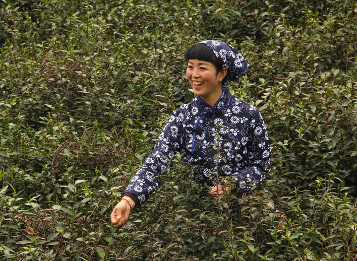 粉红陷阱